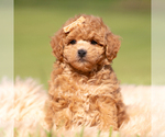 Small #4 Maltipoo (Miniature)