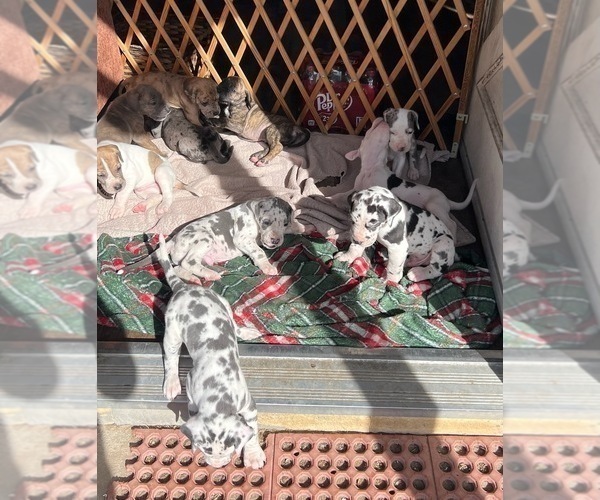 Medium Photo #3 Great Dane Puppy For Sale in PITTSBURG, CA, USA