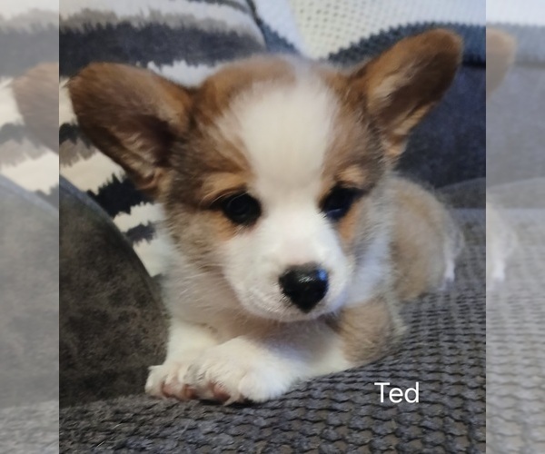 Medium Photo #2 Pembroke Welsh Corgi Puppy For Sale in HARTFORD CITY, IN, USA