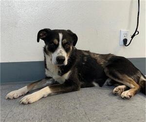 Labrador Retriever-Unknown Mix Dogs for adoption in Big Bear City, CA, USA