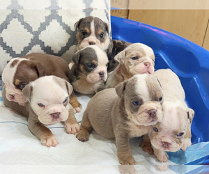 Bulldog Puppy for sale in IMPERIAL BCH, CA, USA