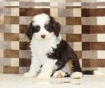 Small #3 Bernedoodle (Miniature)