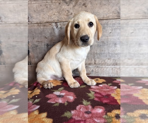Medium Photo #13 Labrador Retriever Puppy For Sale in VERMONTVILLE, MI, USA
