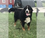 Small Photo #1 Bernese Mountain Dog Puppy For Sale in GOSHEN, IN, USA