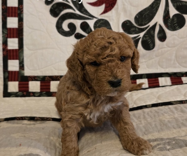 Medium Photo #1 Goldendoodle (Miniature) Puppy For Sale in BLACK MOUNTAIN, NC, USA