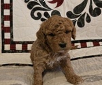 Puppy 1 Goldendoodle (Miniature)