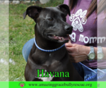 Small #1 Labrador Retriever Mix