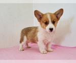 Small #7 Pembroke Welsh Corgi