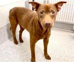 Small #1 Labrador Retriever-Staffordshire Bull Terrier Mix