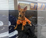 Miela - Female Chihuahua Dog for Adoption - Small photo