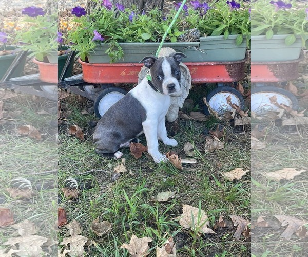 Medium Photo #1 Boston Terrier Puppy For Sale in HOPKINSVILLE/PRINCETON, KY, NH, USA