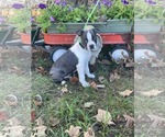 Small Boston Terrier