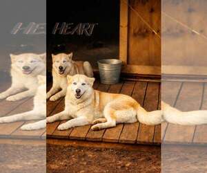 Siberian Husky Dogs for adoption in Severn, MD, USA