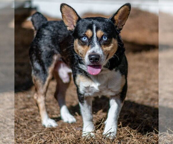 Medium Photo #3 Mutt Puppy For Sale in Hilton Head, SC, USA