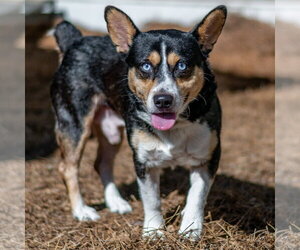 Nubbi - Male Mutt Dog for Adoption - Photo #3