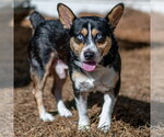 Small Photo #3 Mutt Puppy For Sale in Hilton Head, SC, USA