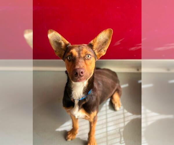 Medium Photo #1 German Shepherd Dog-Unknown Mix Puppy For Sale in Visalia, CA, USA