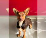 Small German Shepherd Dog Mix
