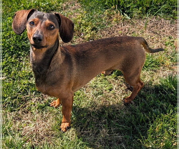Medium Photo #2 Dachshund Puppy For Sale in Shelbyville, TN, USA