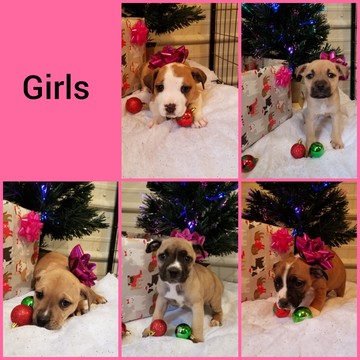 Medium Photo #1 American Bully-Boxer Mix Puppy For Sale in POWHATAN, VA, USA