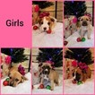 Small Photo #1 American Bully-Boxer Mix Puppy For Sale in POWHATAN, VA, USA