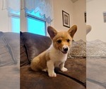Small #8 Pembroke Welsh Corgi