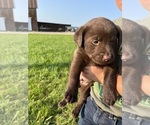 Puppy 2 Labrador Retriever