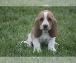 Puppy CLEO Basset Hound