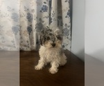 Small #32 Poodle (Miniature)