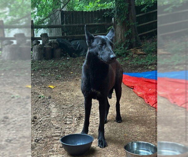 Medium Photo #2 Mutt Puppy For Sale in Imlay City, MI, USA
