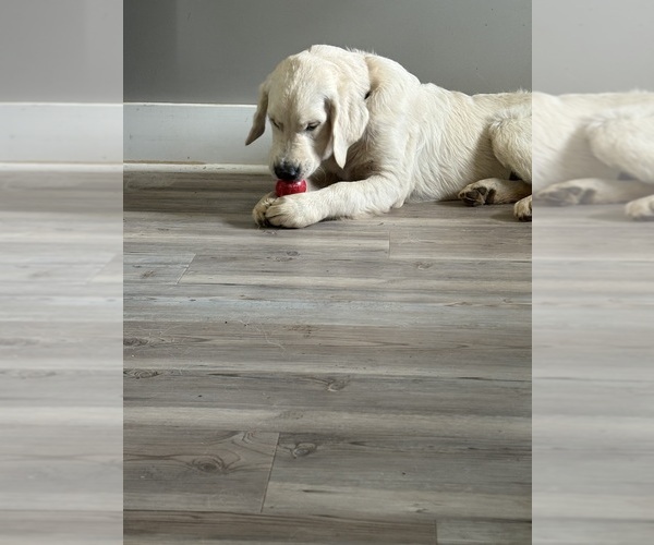 Medium Photo #1 English Cream Golden Retriever Puppy For Sale in WHITE HOUSE, TN, USA
