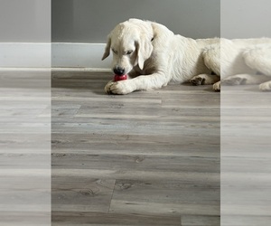 English Cream Golden Retriever Puppy for Sale in WHITE HOUSE, Tennessee USA