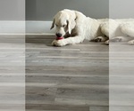 Small English Cream Golden Retriever