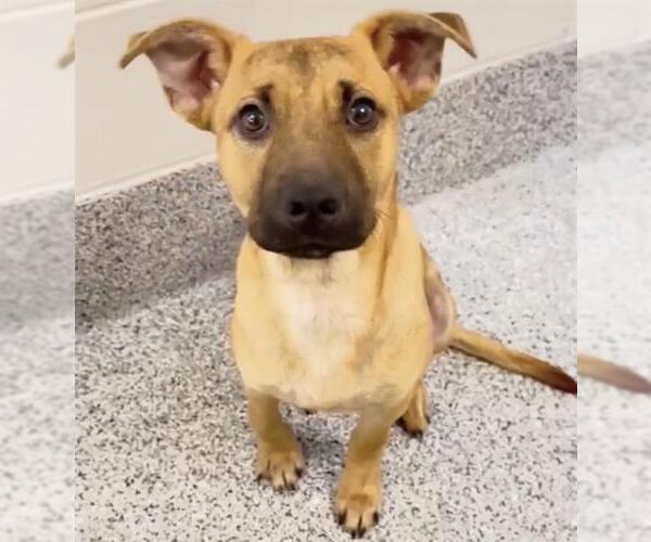 Medium Photo #3 German Shepherd Dog-Unknown Mix Puppy For Sale in Houston, TX, USA