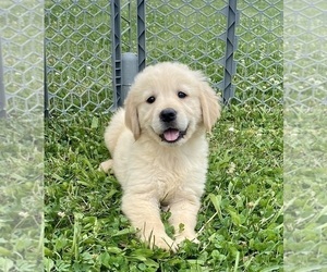 Golden Retriever Puppy for sale in RIGA, MI, USA