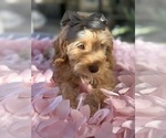 Small Photo #41 Goldendoodle mix (+ Poodle Miniature) Puppy For Sale in MENIFEE, CA, USA