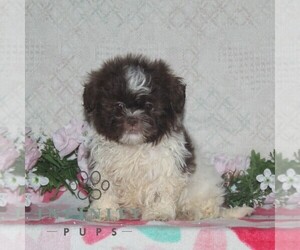 Zuchon Puppy for sale in RISING SUN, MD, USA