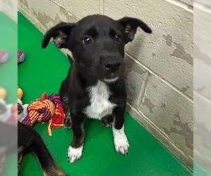 Mutt Dogs for adoption in Rohnert Park, CA, USA