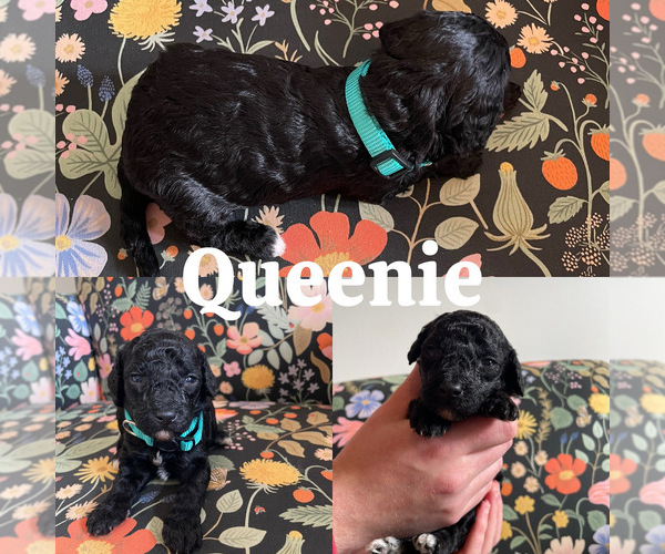 Medium Photo #3 Goldendoodle (Miniature) Puppy For Sale in NASHVILLE, TN, USA