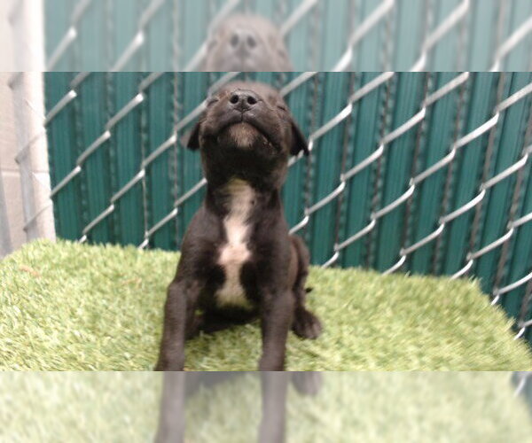 Medium Photo #1 Mutt Puppy For Sale in Downey, CA, USA