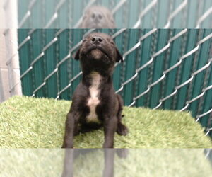 Mutt Dogs for adoption in Downey, CA, USA