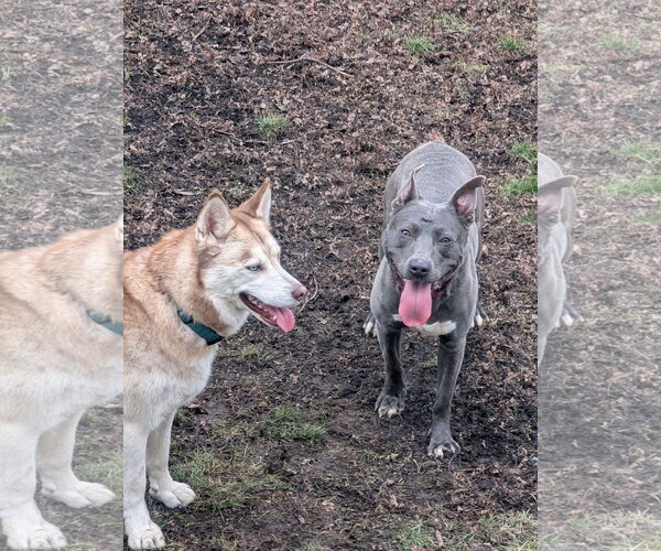 Medium Photo #27 American Pit Bull Terrier-Labrador Retriever Mix Puppy For Sale in Germantown, OH, USA
