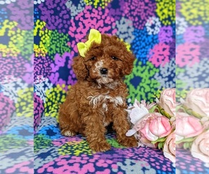 Cock-A-Poo-Poodle (Miniature) Mix Puppy for sale in NOTTINGHAM, PA, USA