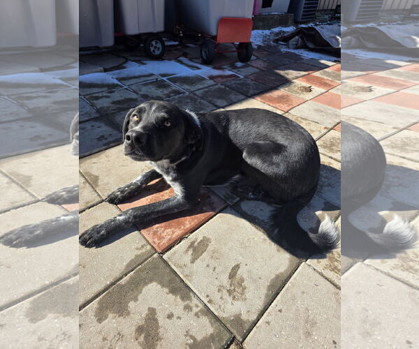 Medium Photo #3 Great Dane-Unknown Mix Puppy For Sale in Williamsburg, IA, USA