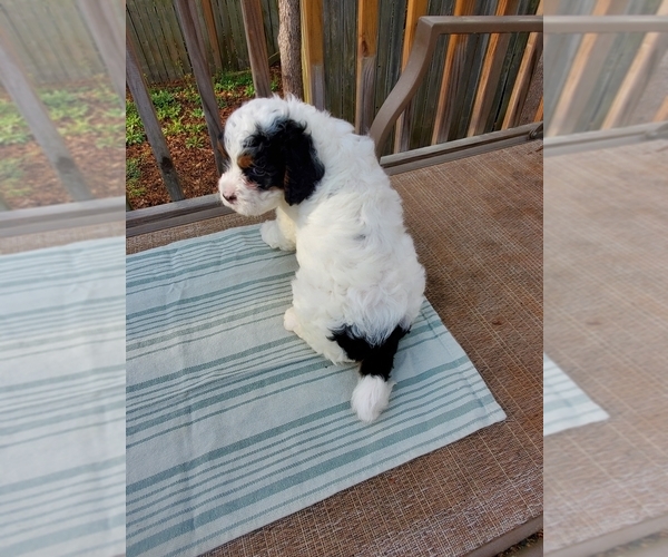 Medium Photo #12 Cavapoo Puppy For Sale in SUMMERVILLE, SC, USA