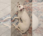 Small #3 Chiweenie