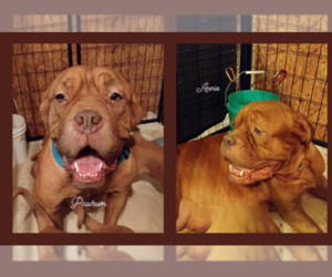 Mother of the Dogue de Bordeaux puppies born on 12/02/2022