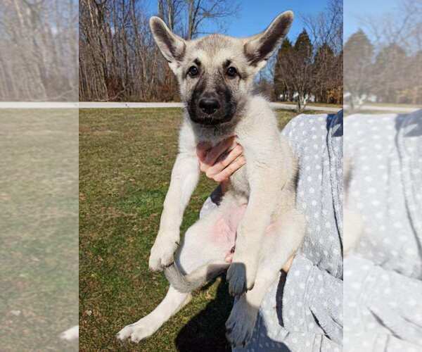 Medium Photo #10 German Shepherd Dog Puppy For Sale in BEDFORD, IN, USA