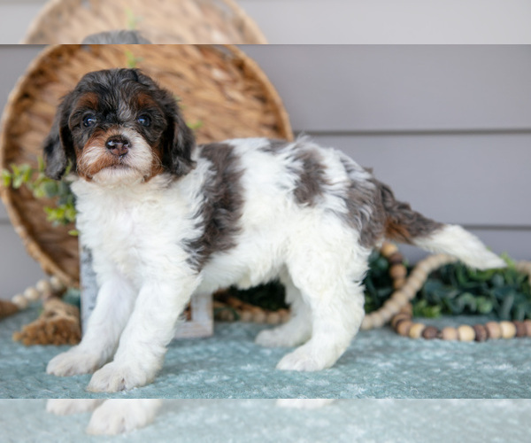 Medium Photo #5 Poodle (Miniature) Puppy For Sale in WOLCOTTVILLE, IN, USA