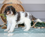 Puppy Trudy Poodle (Miniature)